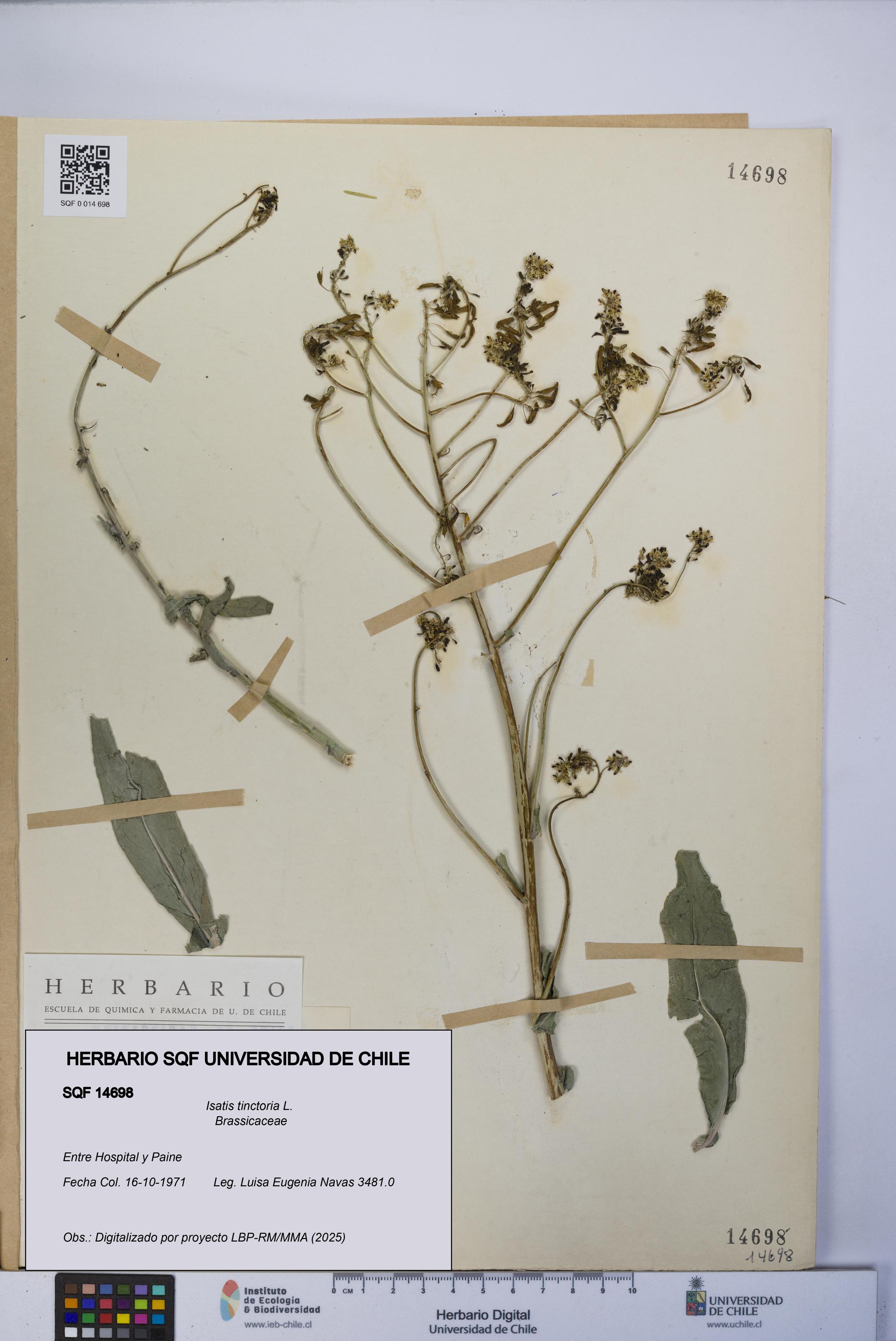 Isatis tinctoria [Espécimen: UCH:SQF:0014698]