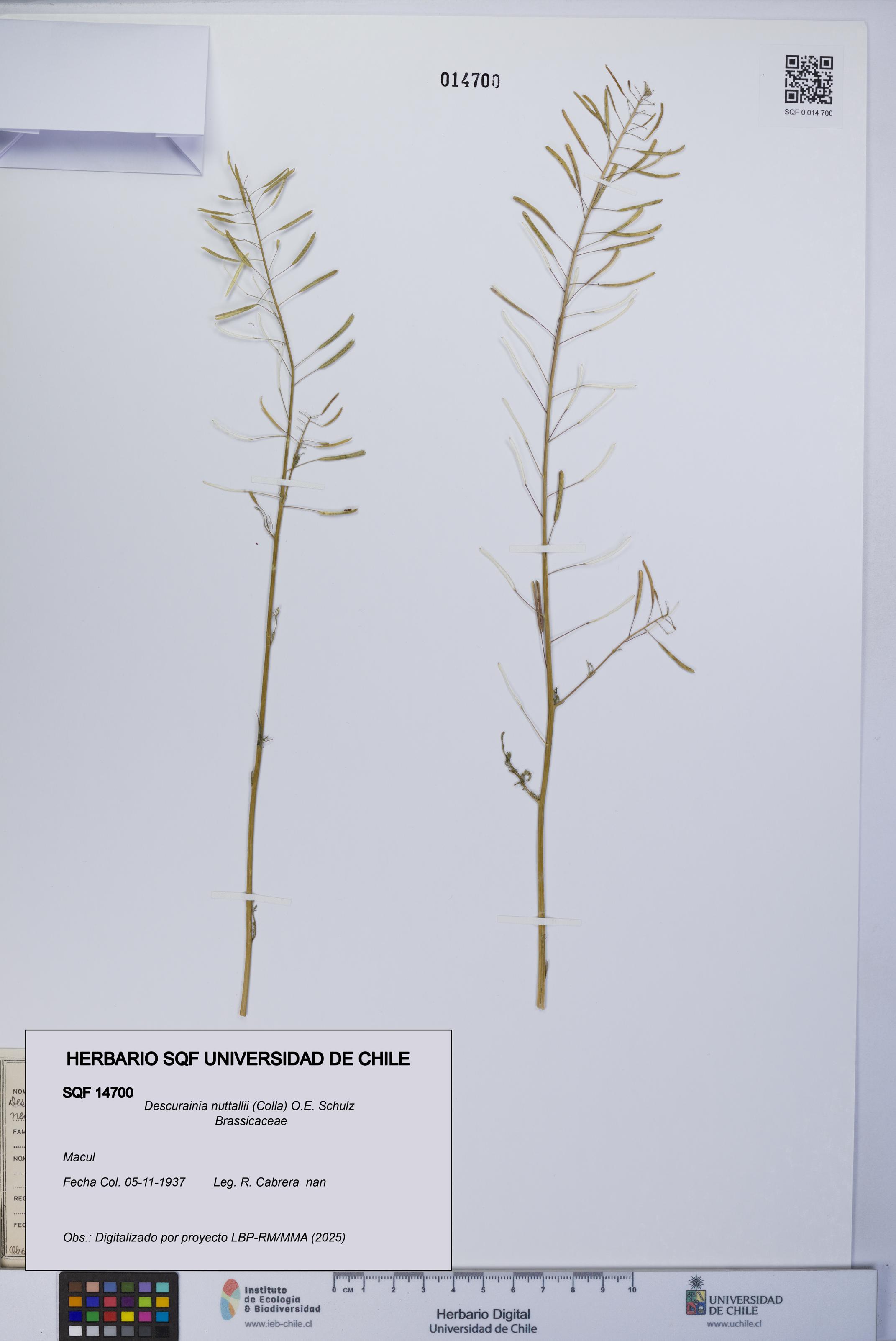 Descurainia nuttallii [Espécimen: UCH:SQF:0014700]