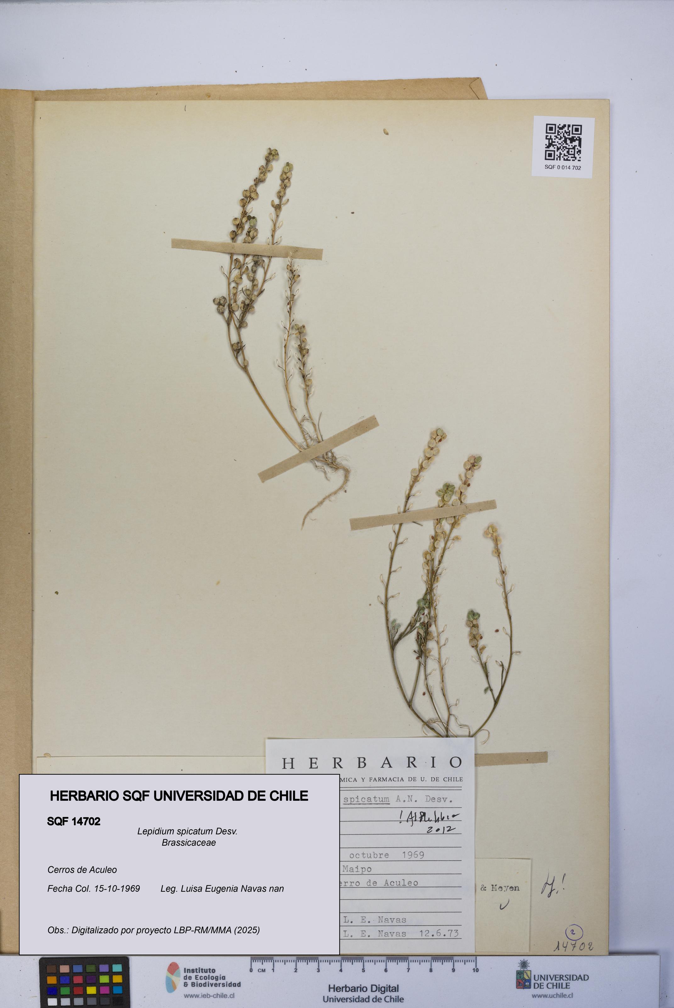Lepidium spicatum [Espécimen: UCH:SQF:0014702]