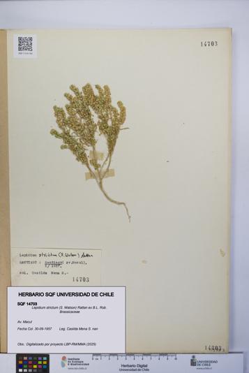 Lepidium strictum [Espécimen: UCH:SQF:0014703]