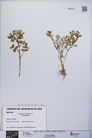 Nasturtium officinale [Espécimen: UCH:SQF:0014711]