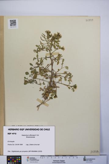 Nasturtium officinale [Espécimen: UCH:SQF:0014712]