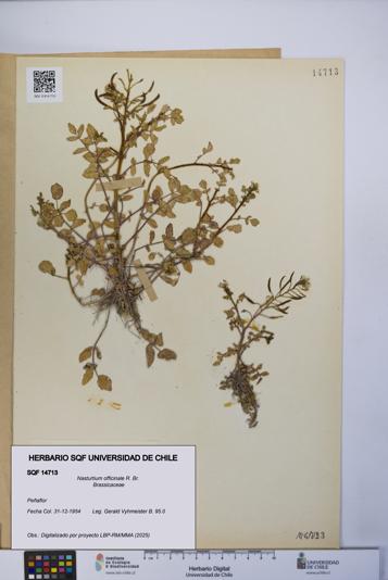 Nasturtium officinale [Espécimen: UCH:SQF:0014713]