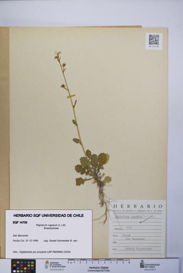 Rapistrum rugosum [Espécimen: UCH:SQF:0014730]