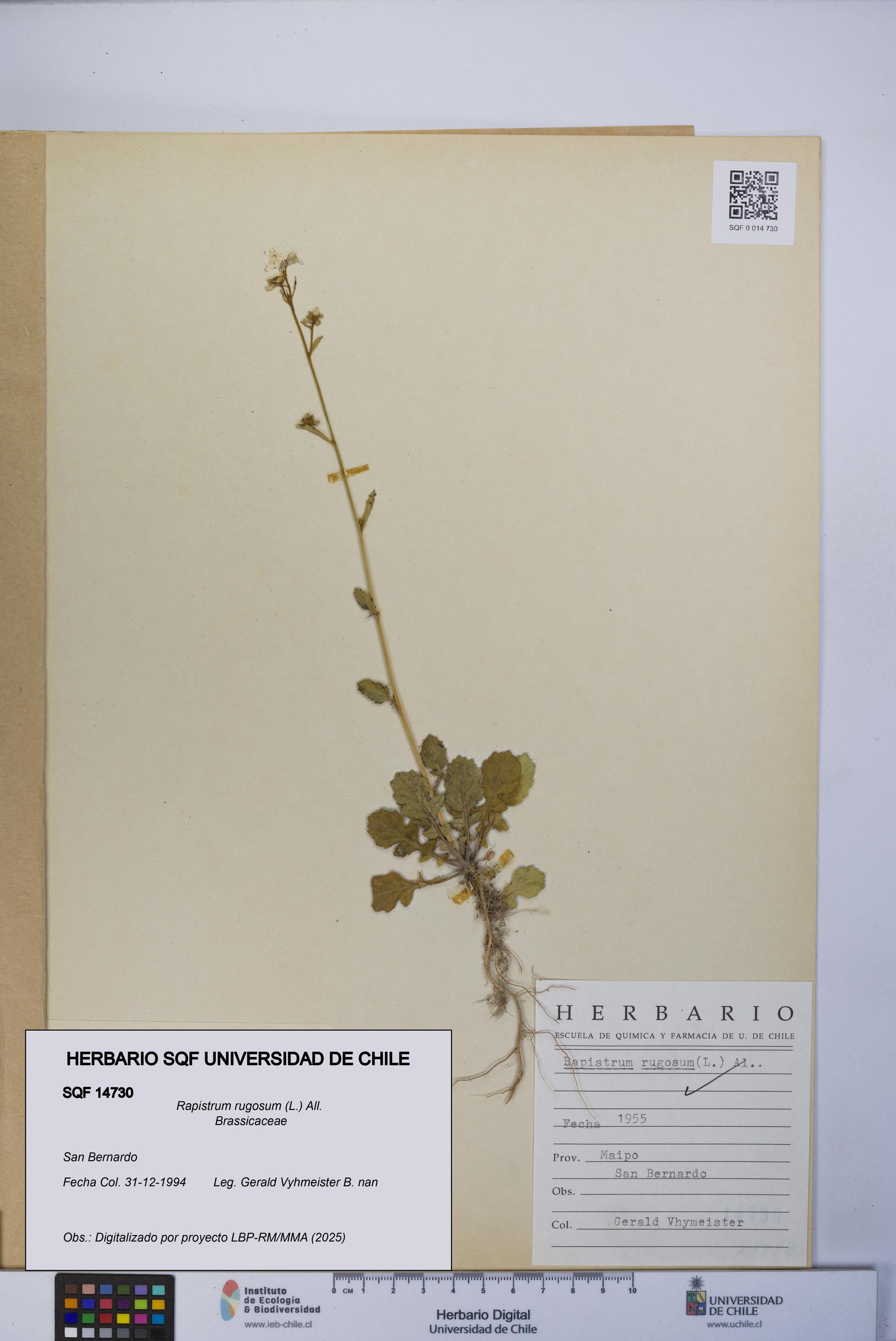 Rapistrum rugosum [Espécimen: UCH:SQF:0014730]