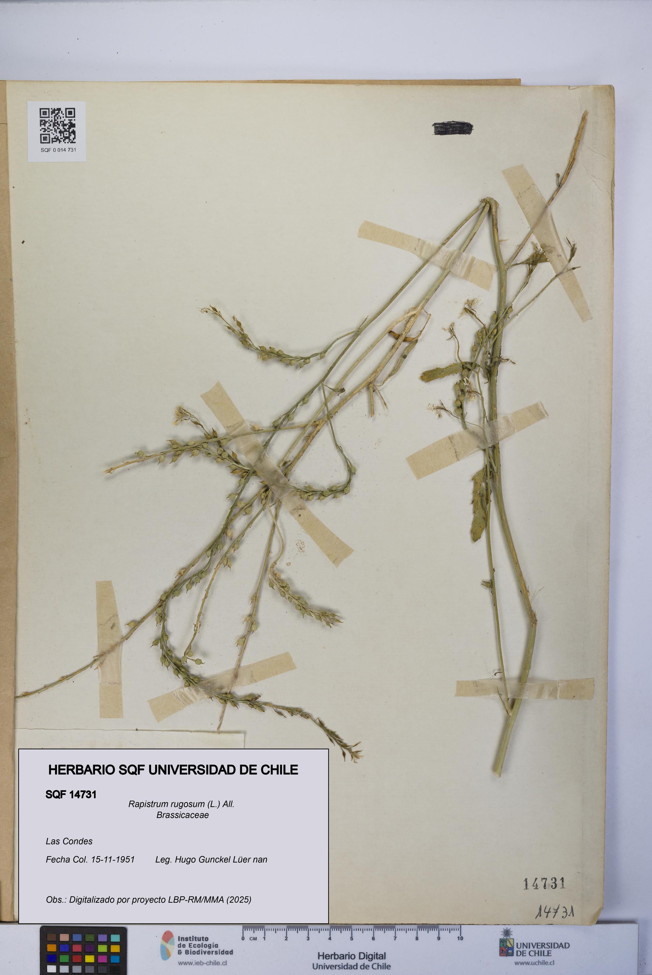 Rapistrum rugosum [Espécimen: UCH:SQF:0014731]