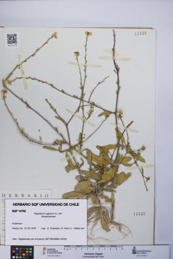 Rapistrum rugosum [Espécimen: UCH:SQF:0014732]