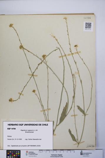 Rapistrum rugosum [Espécimen: UCH:SQF:0014734]