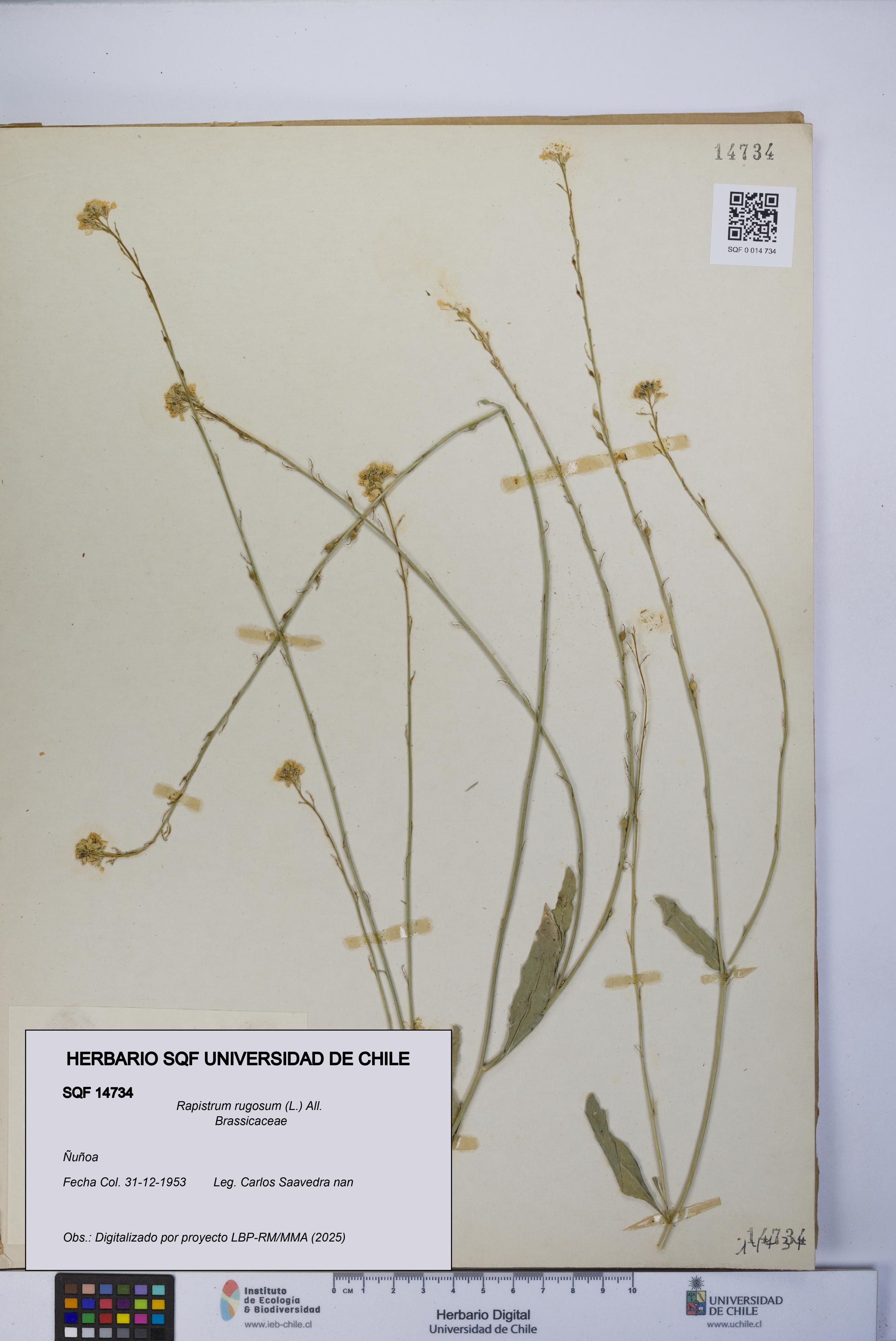 Rapistrum rugosum [Espécimen: UCH:SQF:0014734]