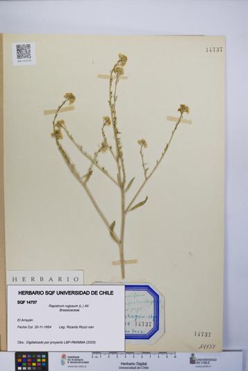Rapistrum rugosum [Espécimen: UCH:SQF:0014737]