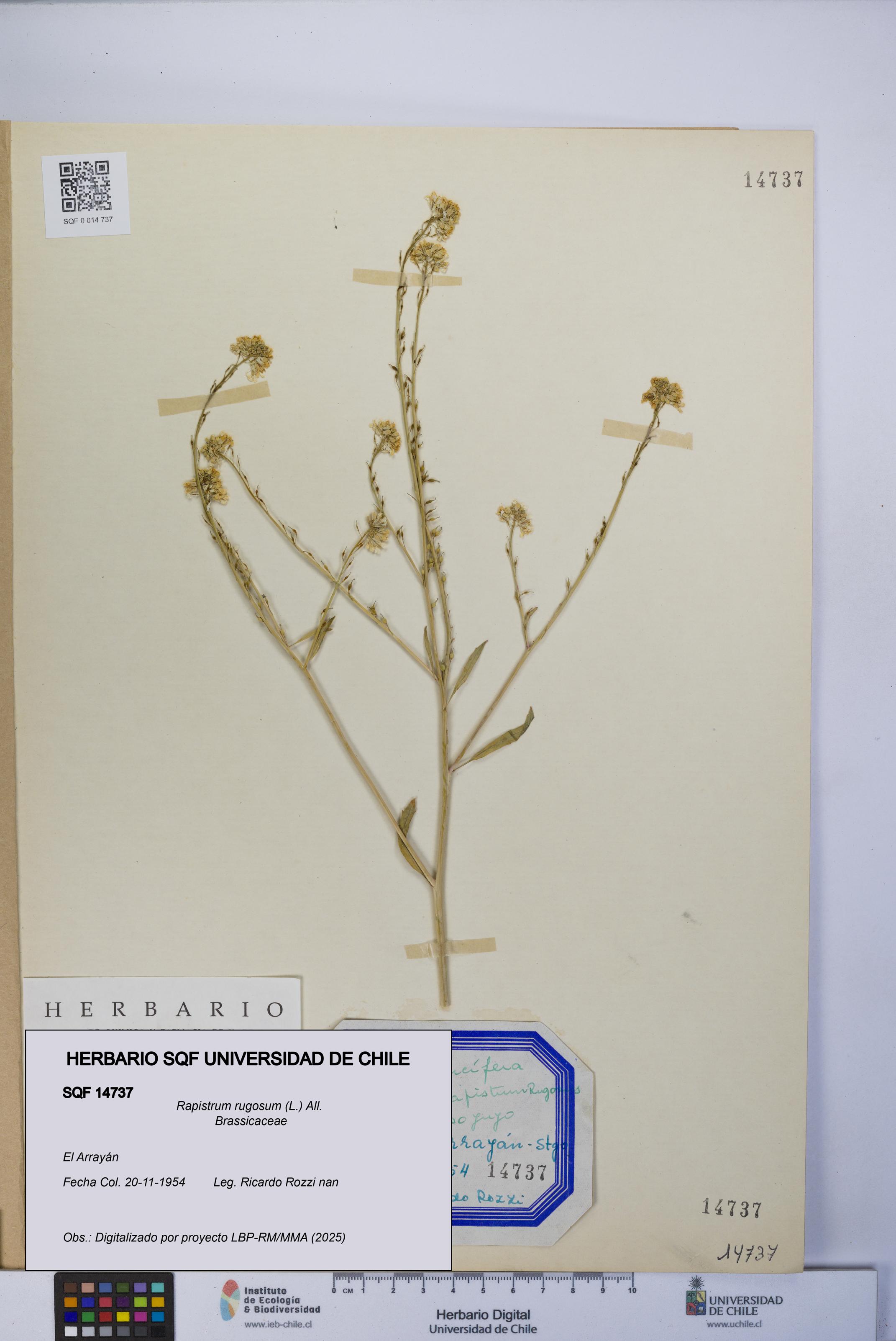Rapistrum rugosum [Espécimen: UCH:SQF:0014737]