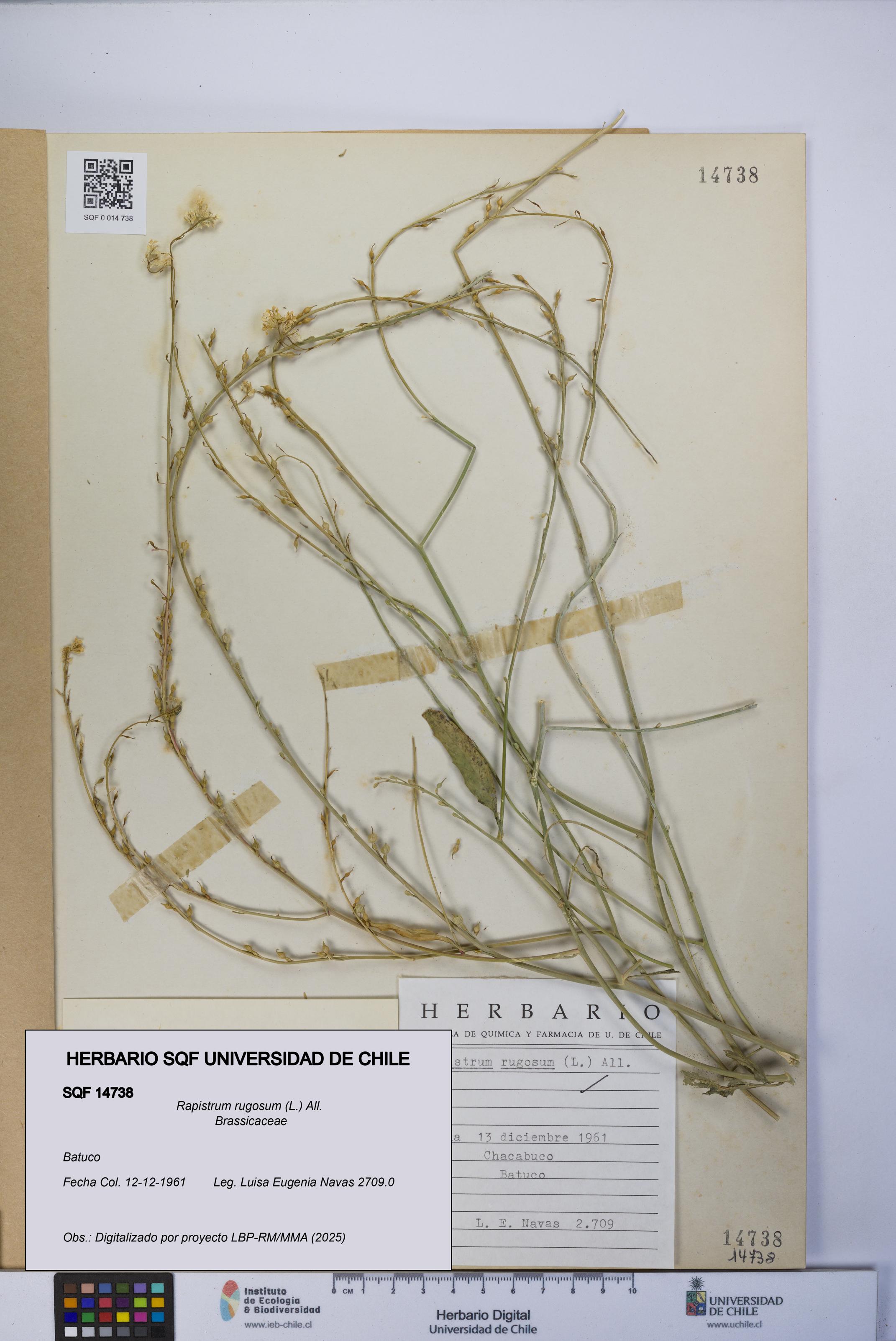 Rapistrum rugosum [Espécimen: UCH:SQF:0014738]
