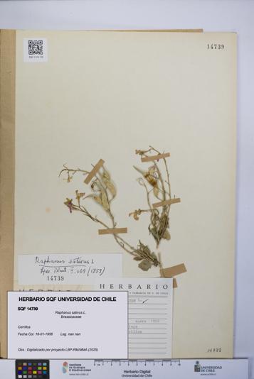 Raphanus sativus [Espécimen: UCH:SQF:0014739]
