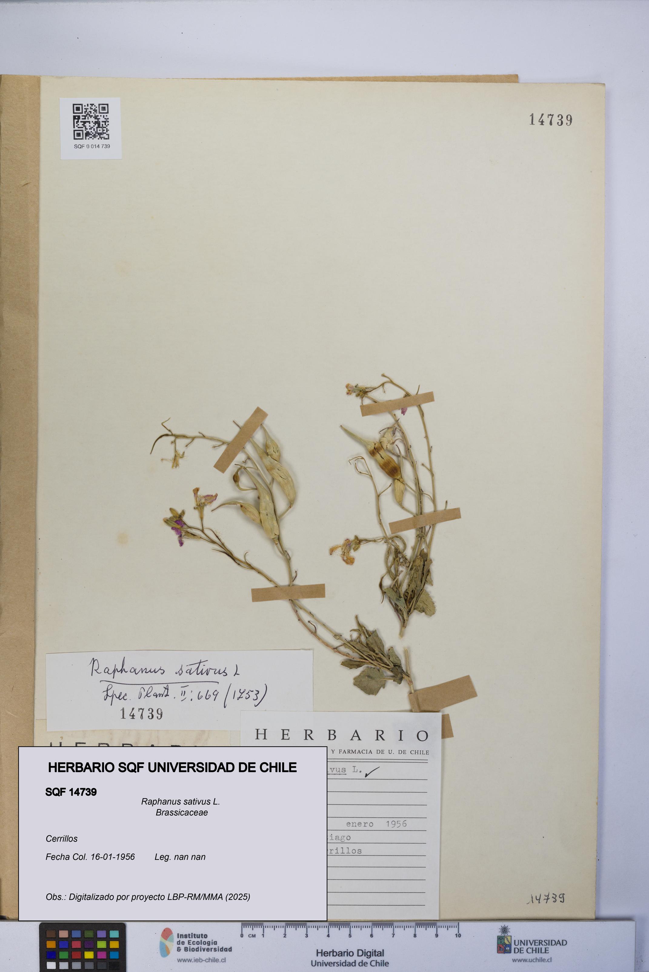 Raphanus sativus [Espécimen: UCH:SQF:0014739]