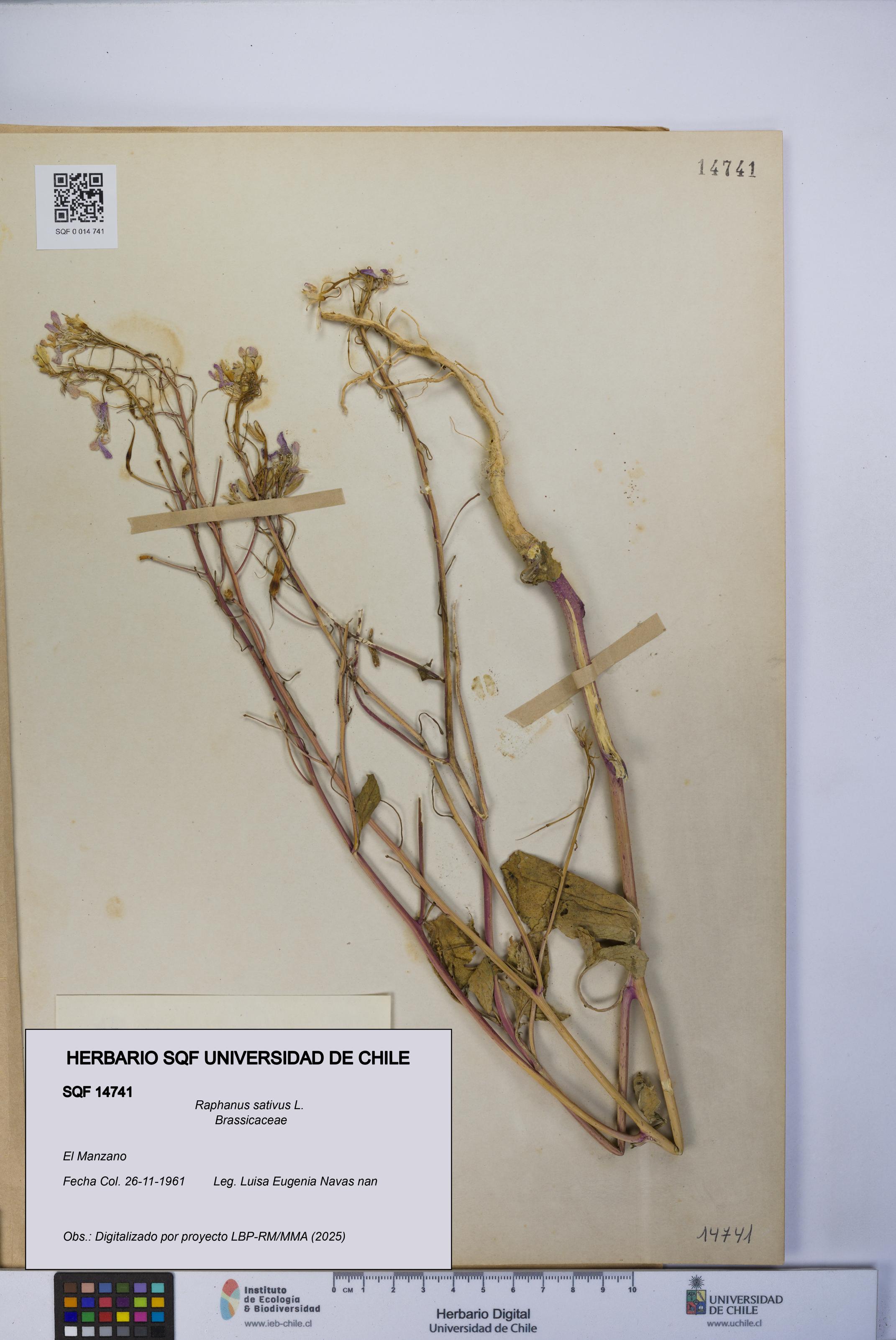 Raphanus sativus [Espécimen: UCH:SQF:0014741]