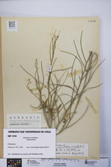 Sisymbrium orientale [Espécimen: UCH:SQF:0014743]