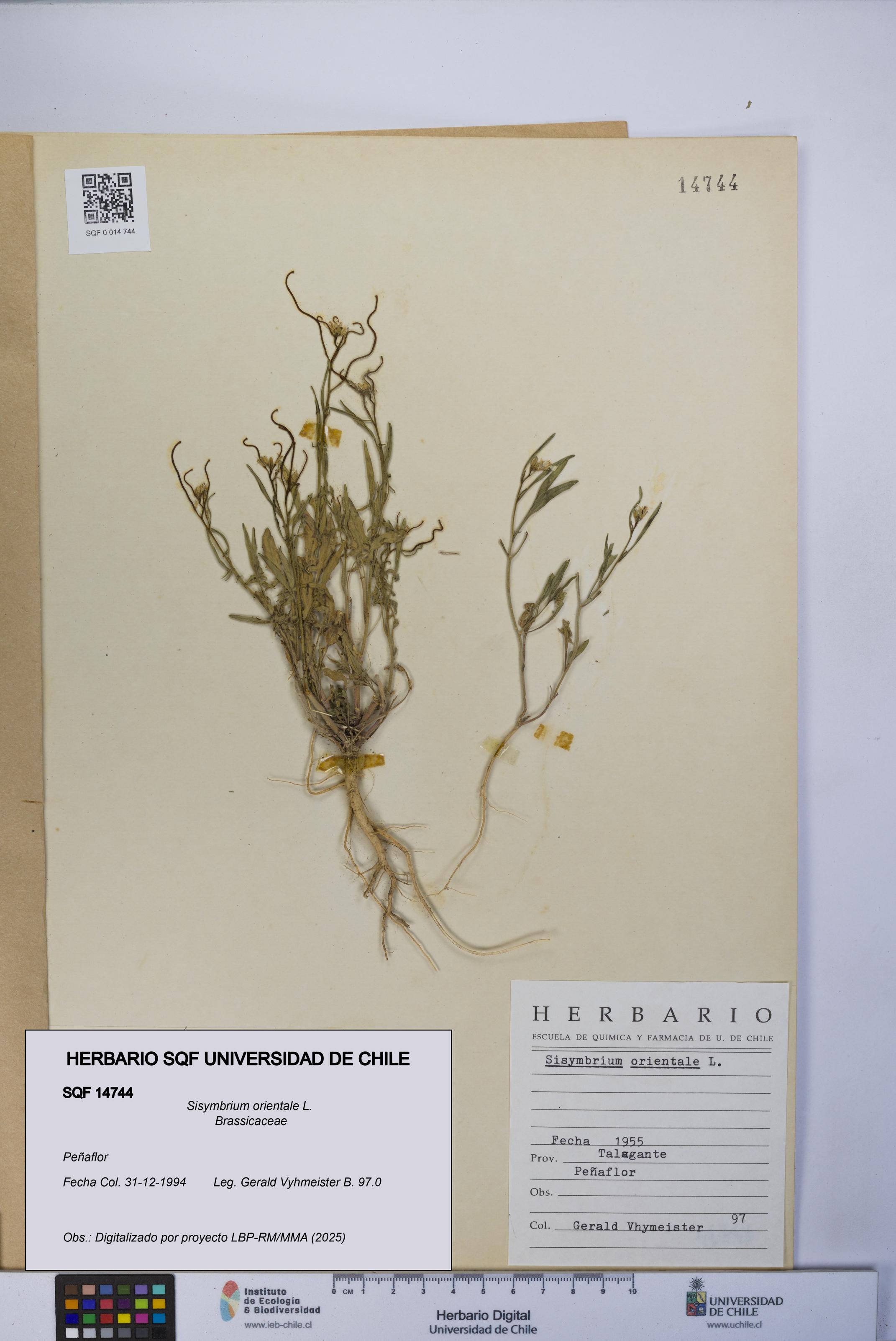 Sisymbrium orientale [Espécimen: UCH:SQF:0014744]