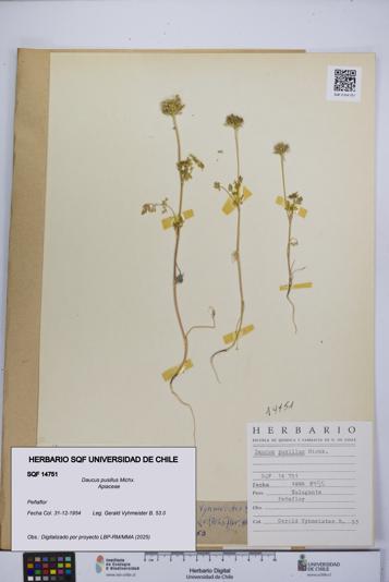 Daucus pusillus [Espécimen: UCH:SQF:0014751]