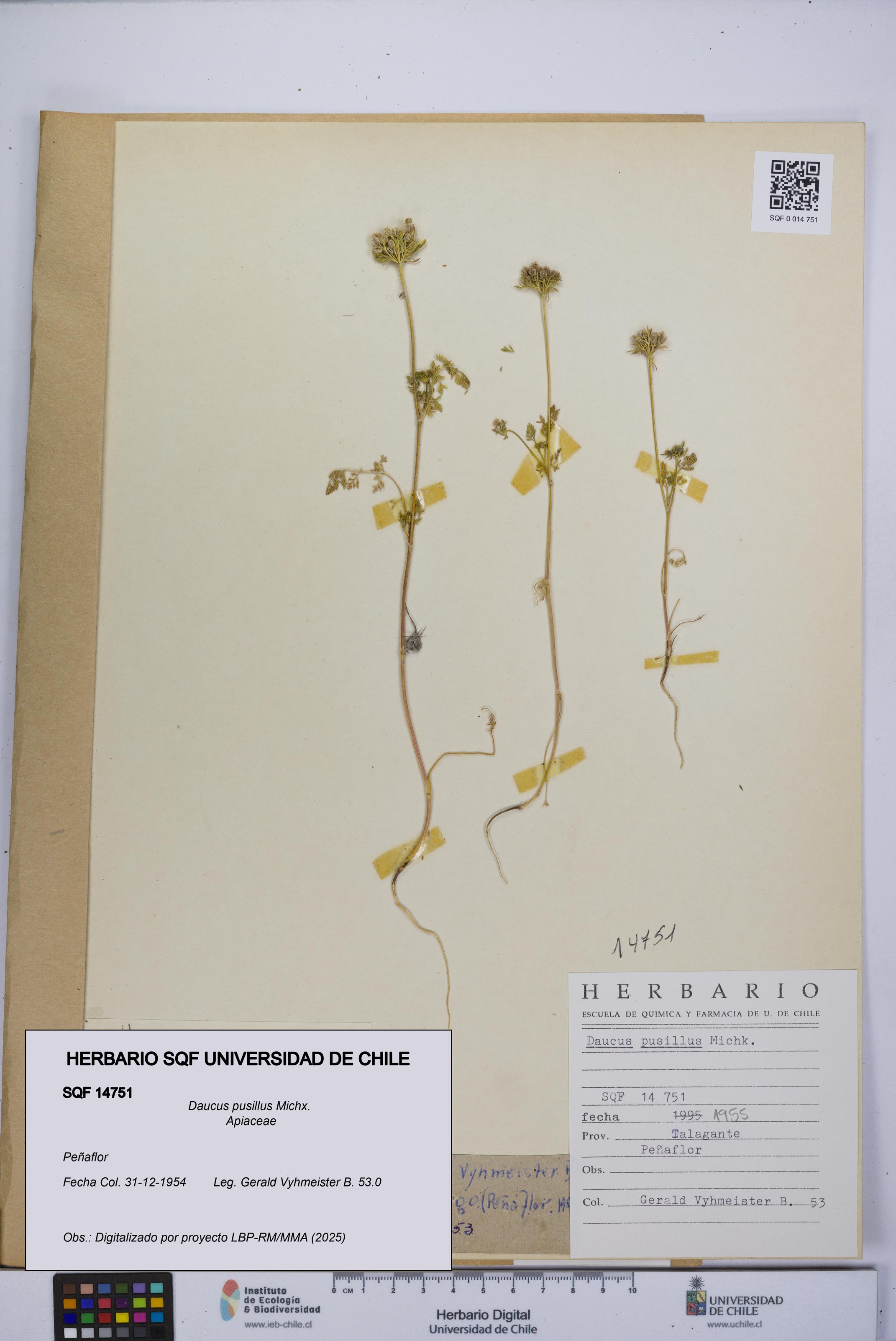 Daucus pusillus [Espécimen: UCH:SQF:0014751]