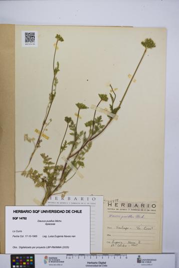 Daucus pusillus [Espécimen: UCH:SQF:0014752]