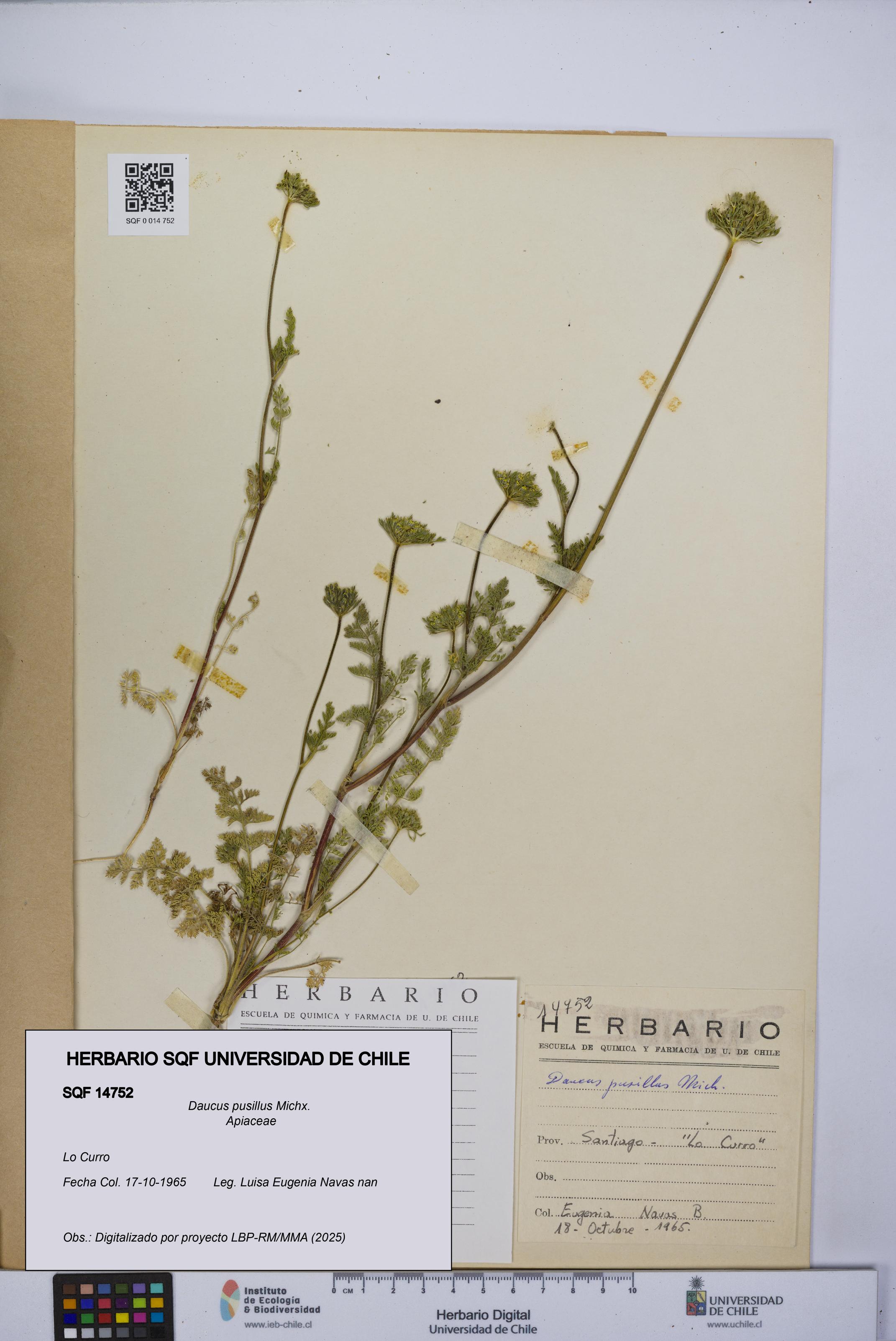 Daucus pusillus [Espécimen: UCH:SQF:0014752]