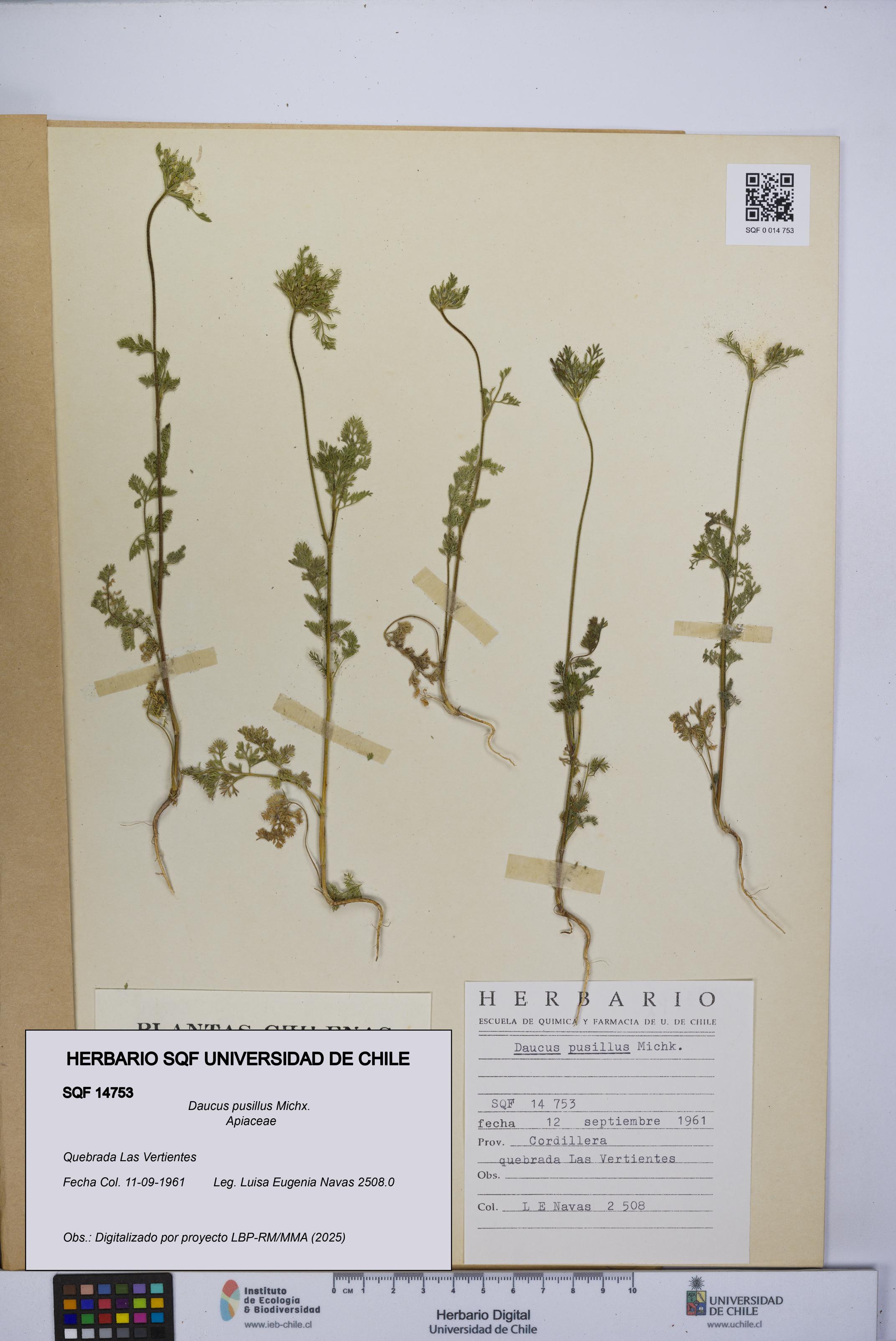 Daucus pusillus [Espécimen: UCH:SQF:0014753]