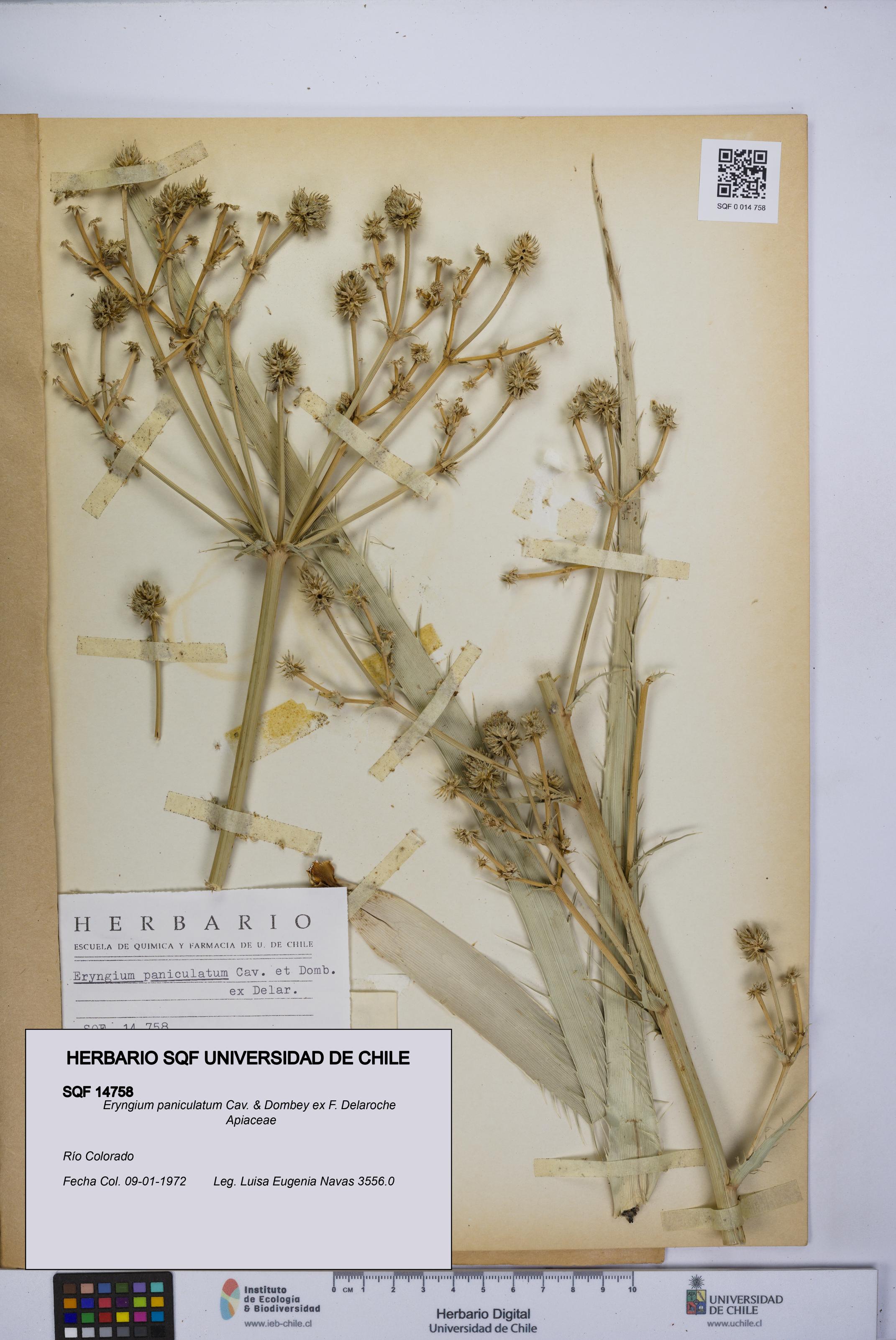 Eryngium paniculatum [Espécimen: UCH:SQF:0014758]