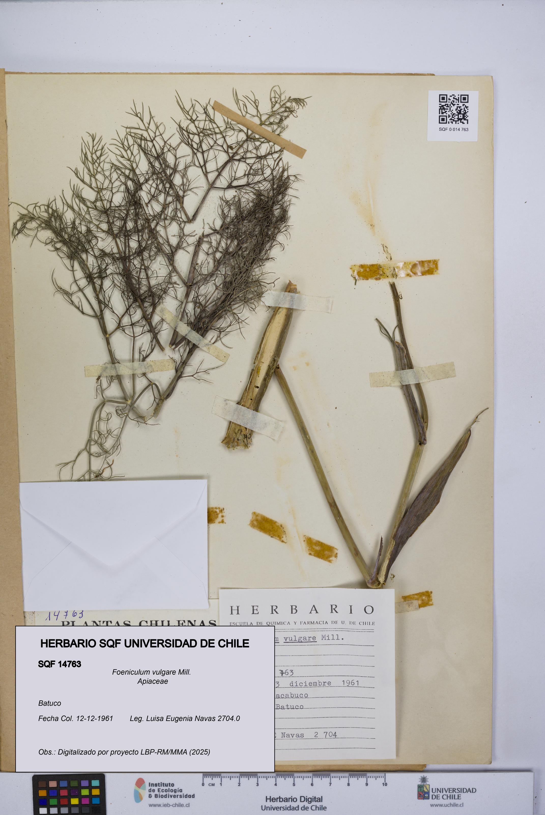Foeniculum vulgare [Espécimen: UCH:SQF:0014763]