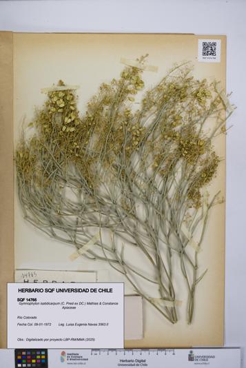 Gymnophyton isatidicarpum [Espécimen: UCH:SQF:0014765]