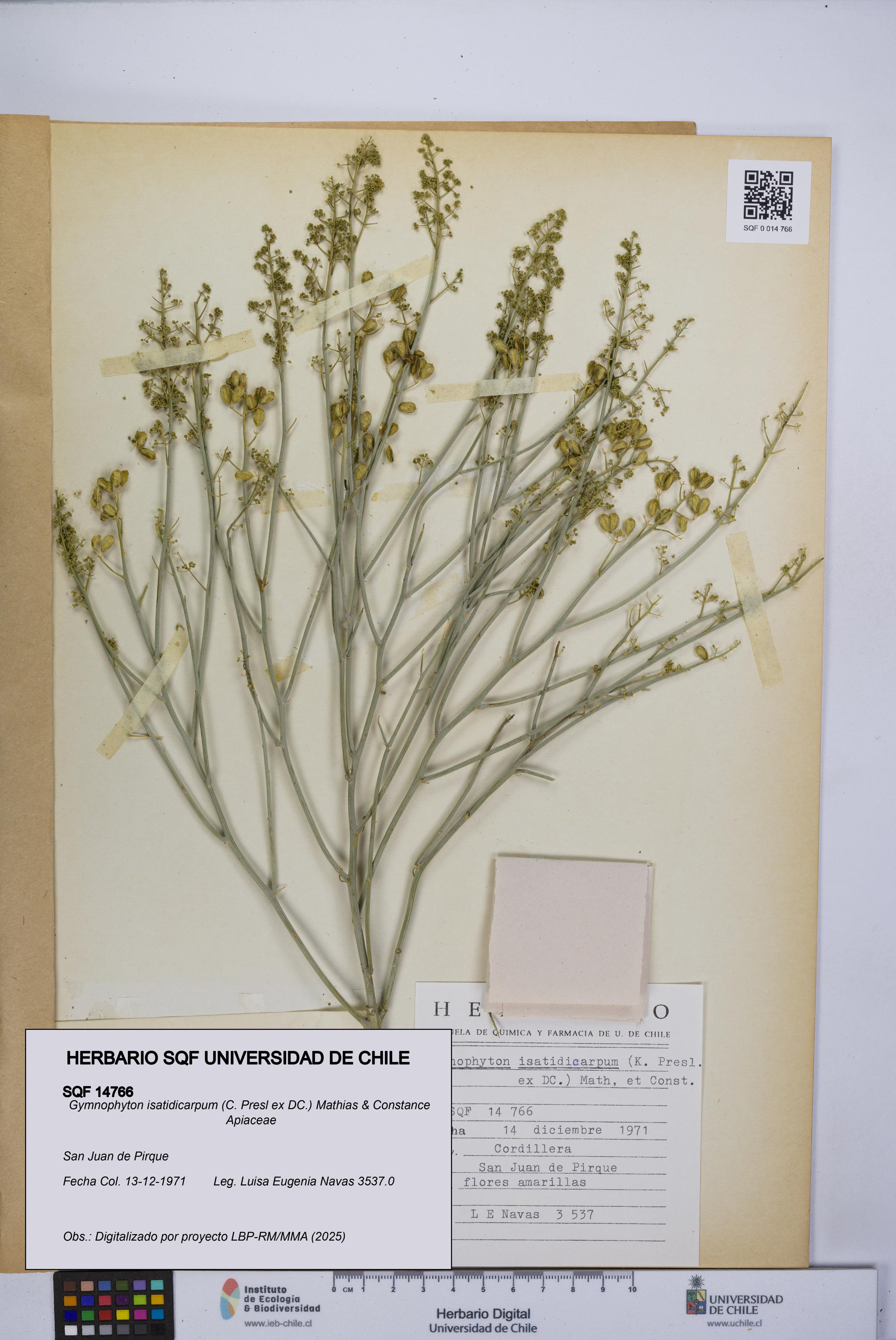 Gymnophyton isatidicarpum [Espécimen: UCH:SQF:0014766]