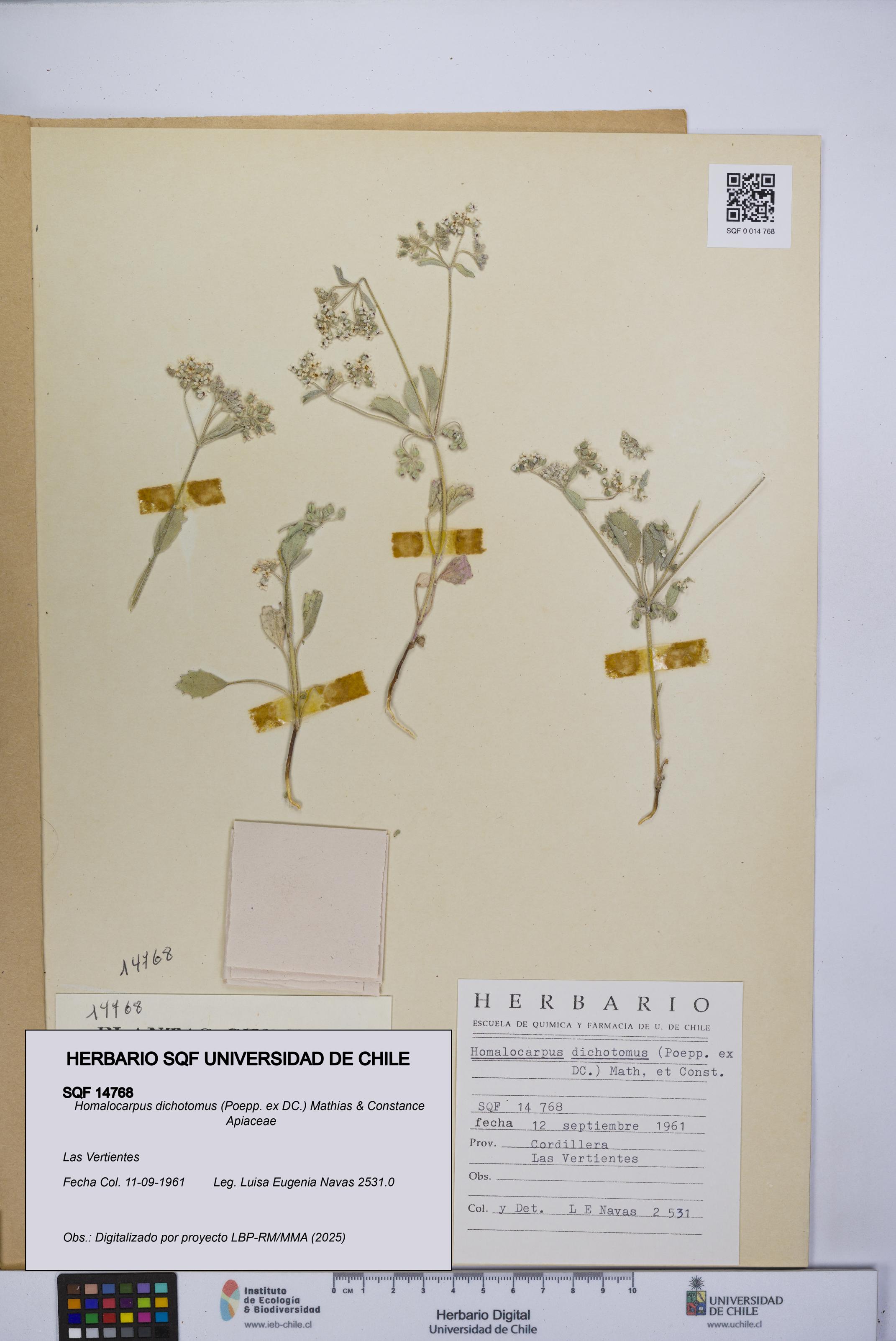 Homalocarpus dichotomus [Espécimen: UCH:SQF:0014768]