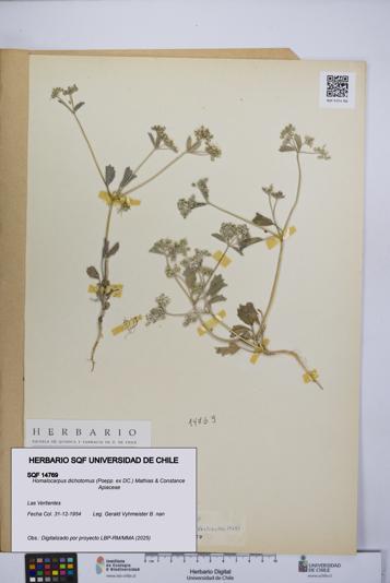 Homalocarpus dichotomus [Espécimen: UCH:SQF:0014769]