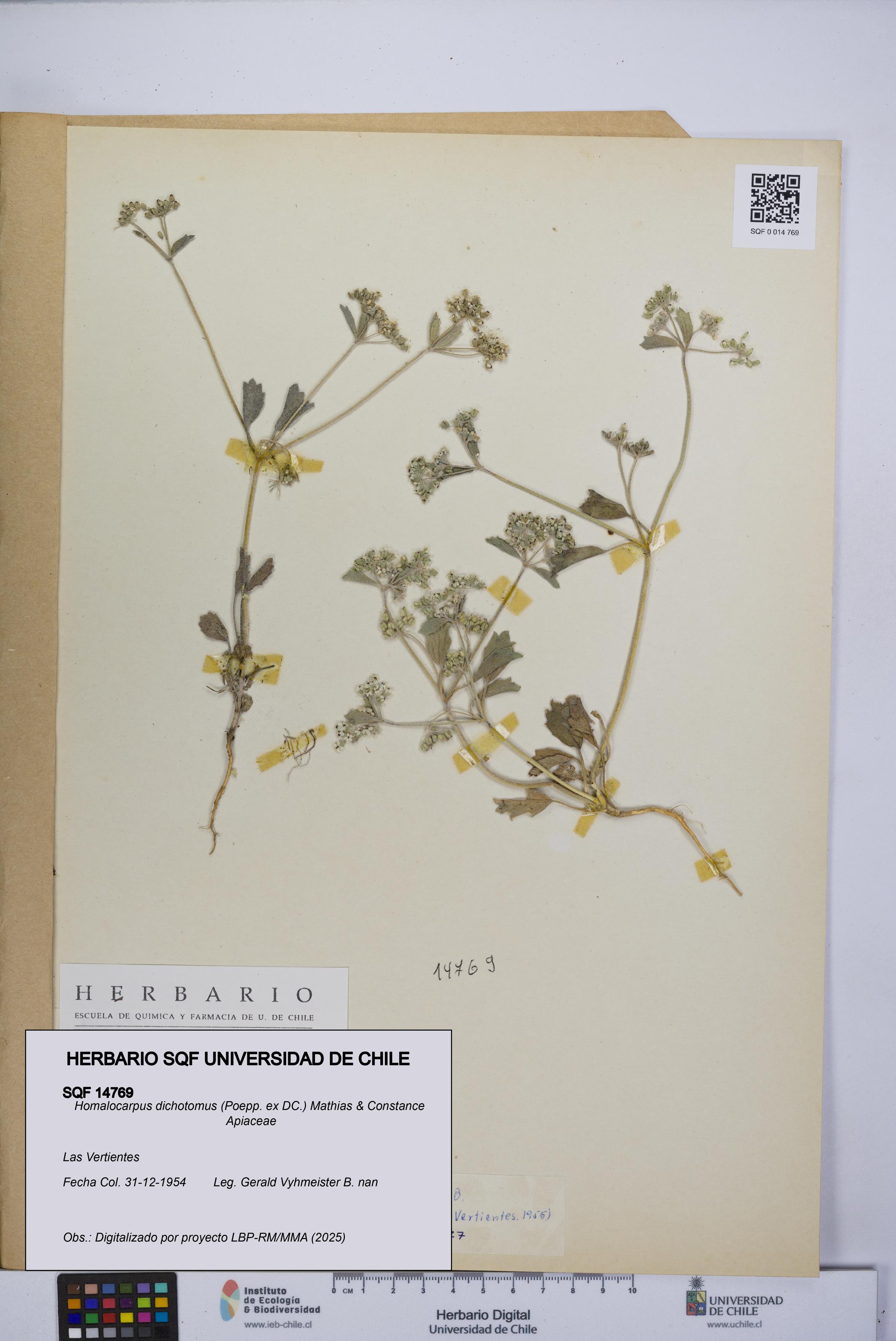 Homalocarpus dichotomus [Espécimen: UCH:SQF:0014769]