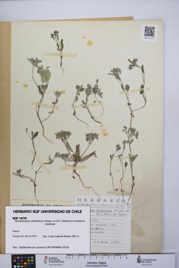 Homalocarpus dichotomus [Espécimen: UCH:SQF:0014770]