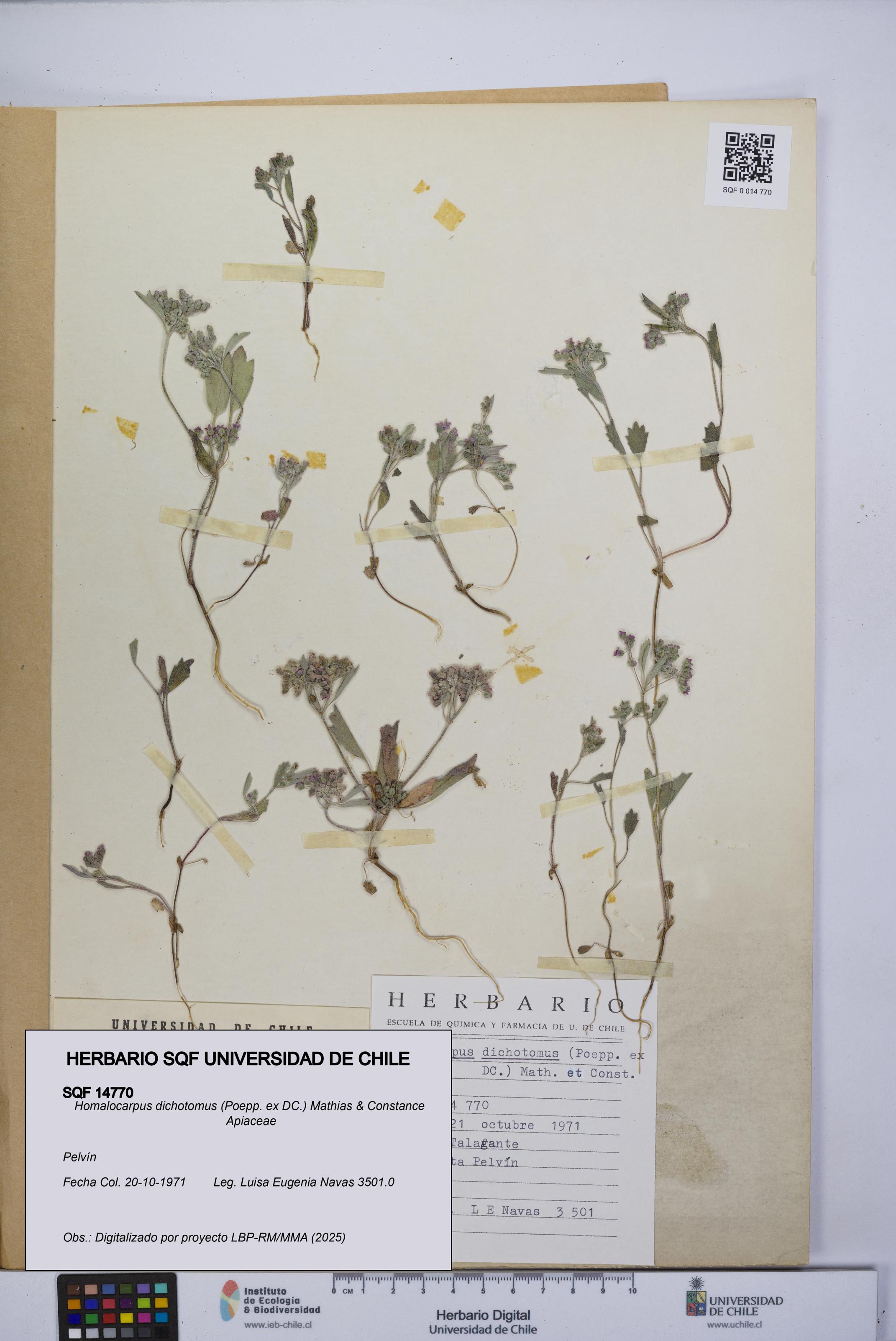 Homalocarpus dichotomus [Espécimen: UCH:SQF:0014770]