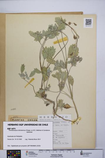 Homalocarpus dichotomus [Espécimen: UCH:SQF:0014771]