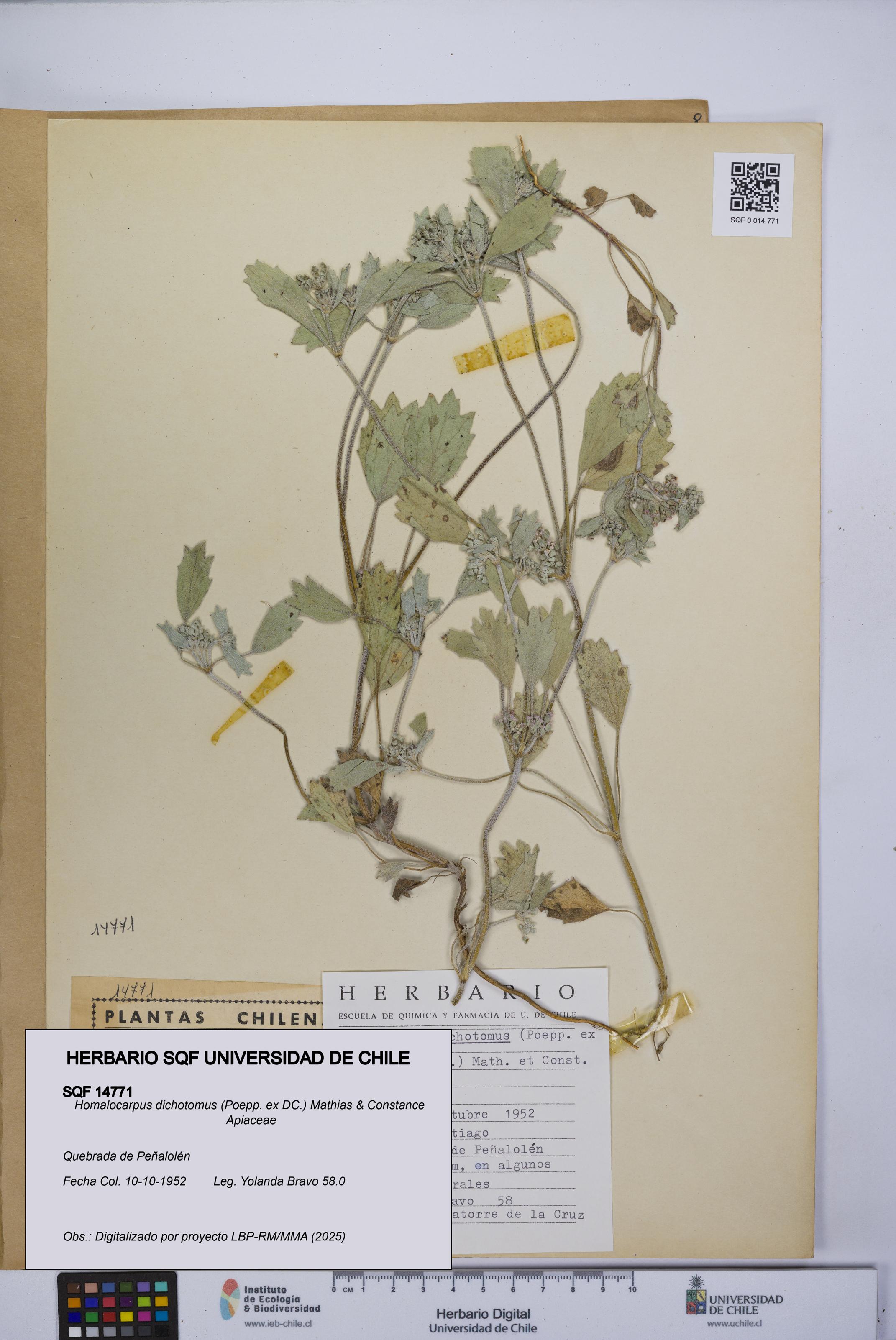 Homalocarpus dichotomus [Espécimen: UCH:SQF:0014771]