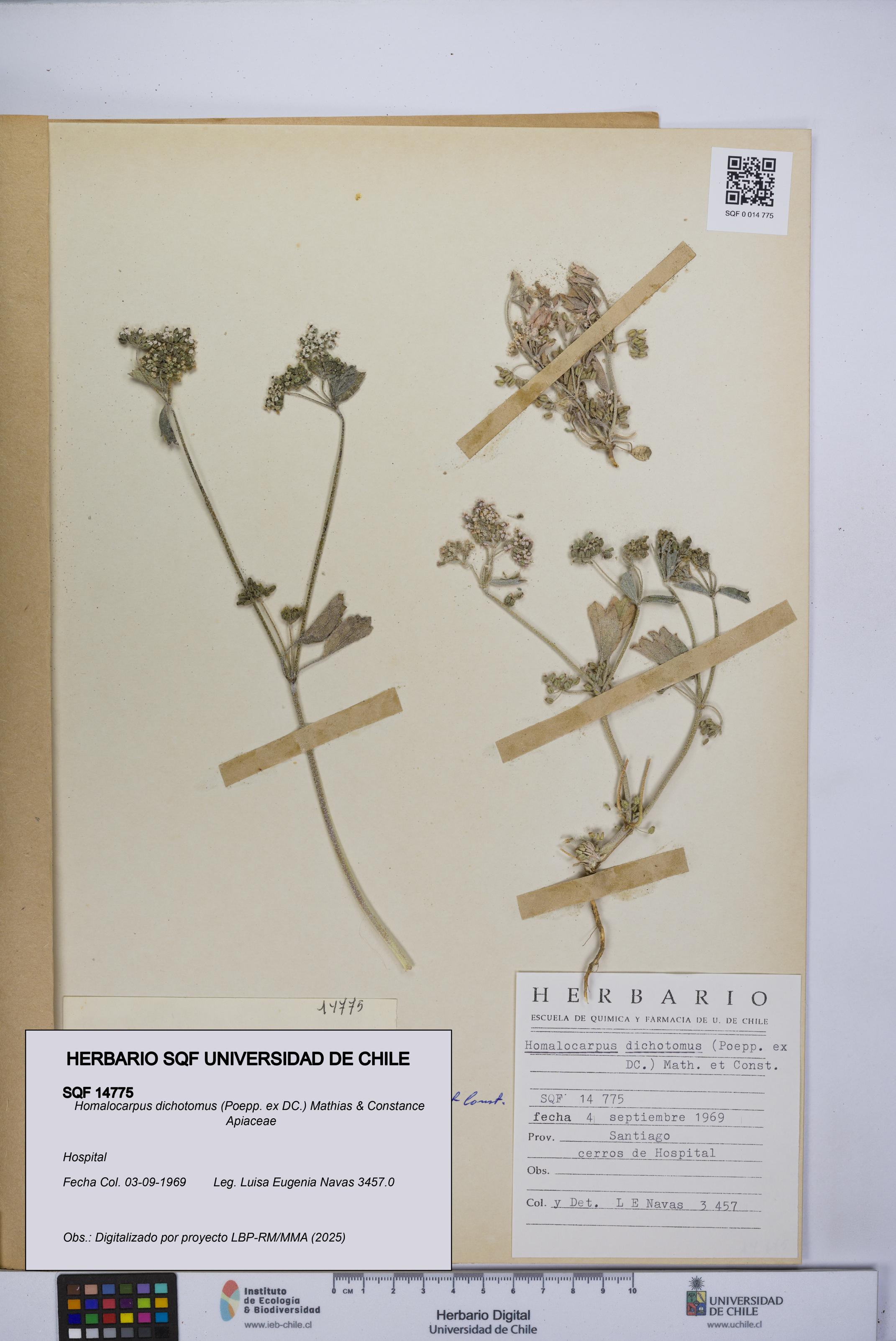 Homalocarpus dichotomus [Espécimen: UCH:SQF:0014775]