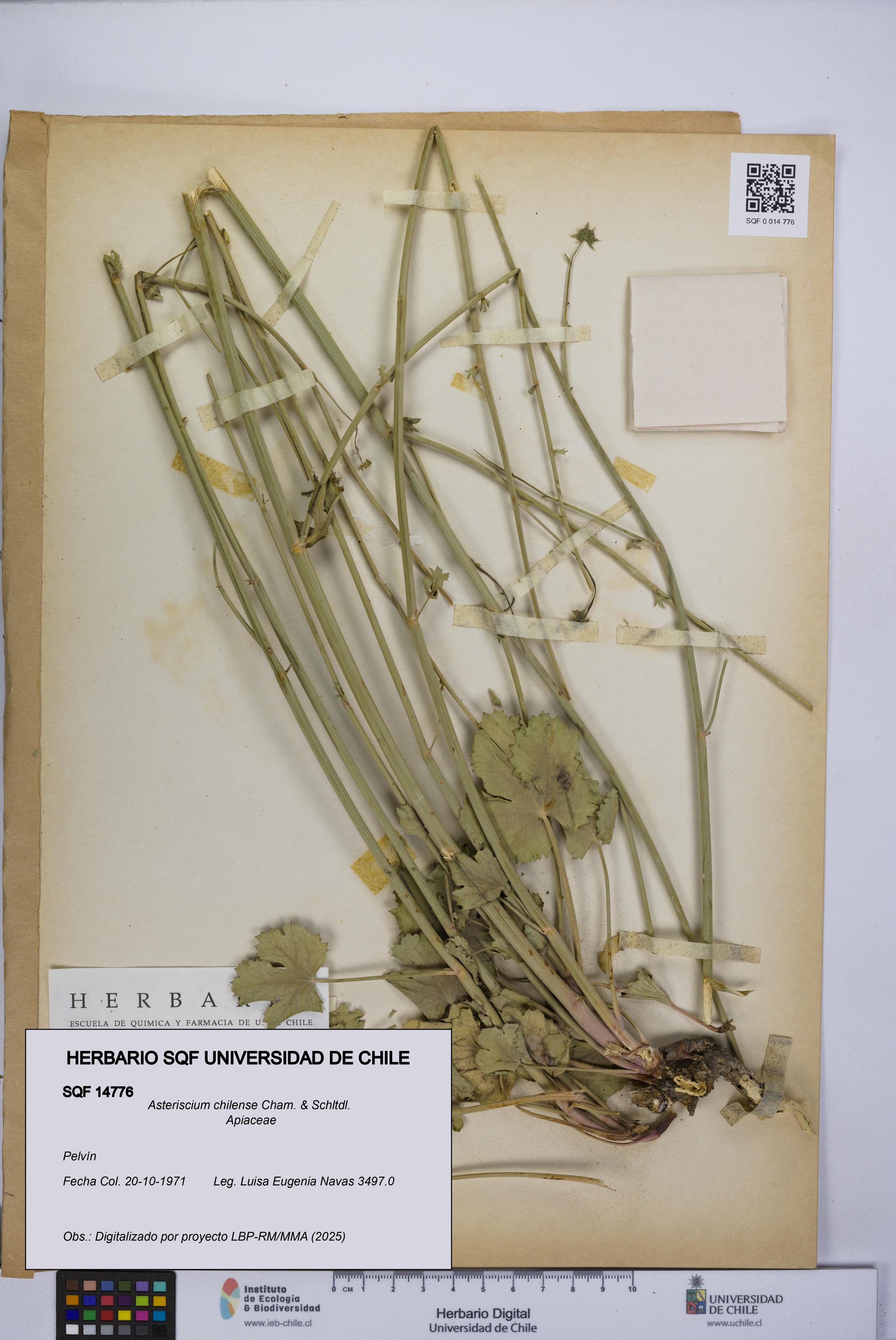 Asteriscium chilense [Espécimen: UCH:SQF:0014776]