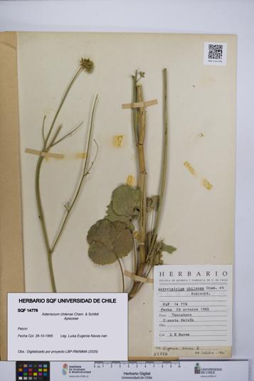 Asteriscium chilense [Espécimen: UCH:SQF:0014778]