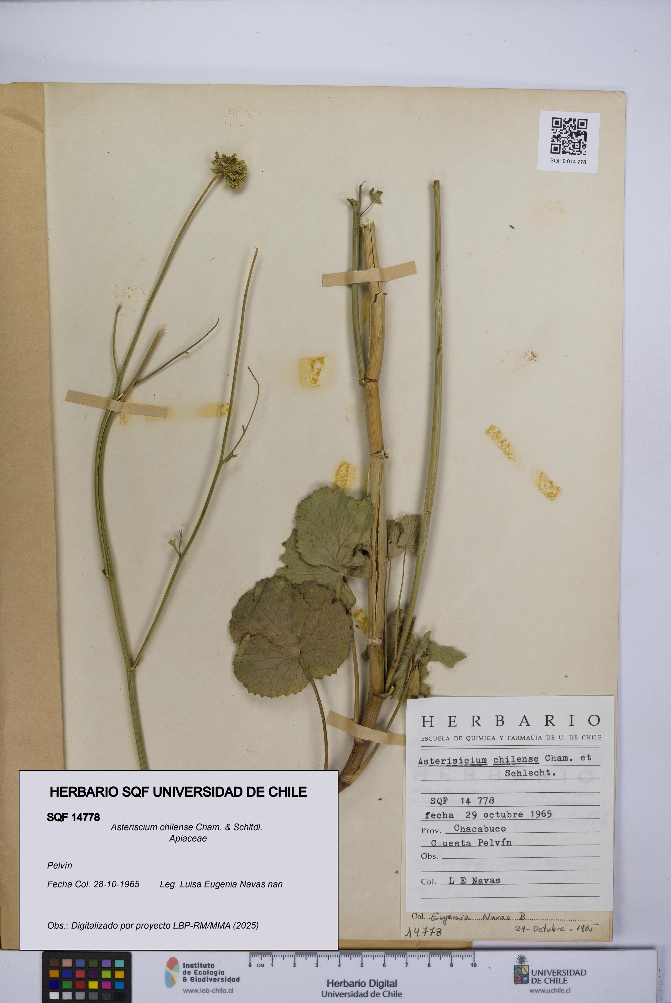 Asteriscium chilense [Espécimen: UCH:SQF:0014778]