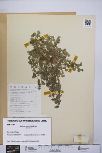 Bowlesia incana [Espécimen: UCH:SQF:0014781]