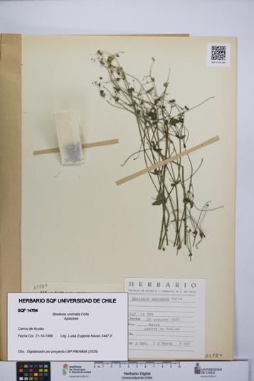 Bowlesia uncinata [Espécimen: UCH:SQF:0014784]