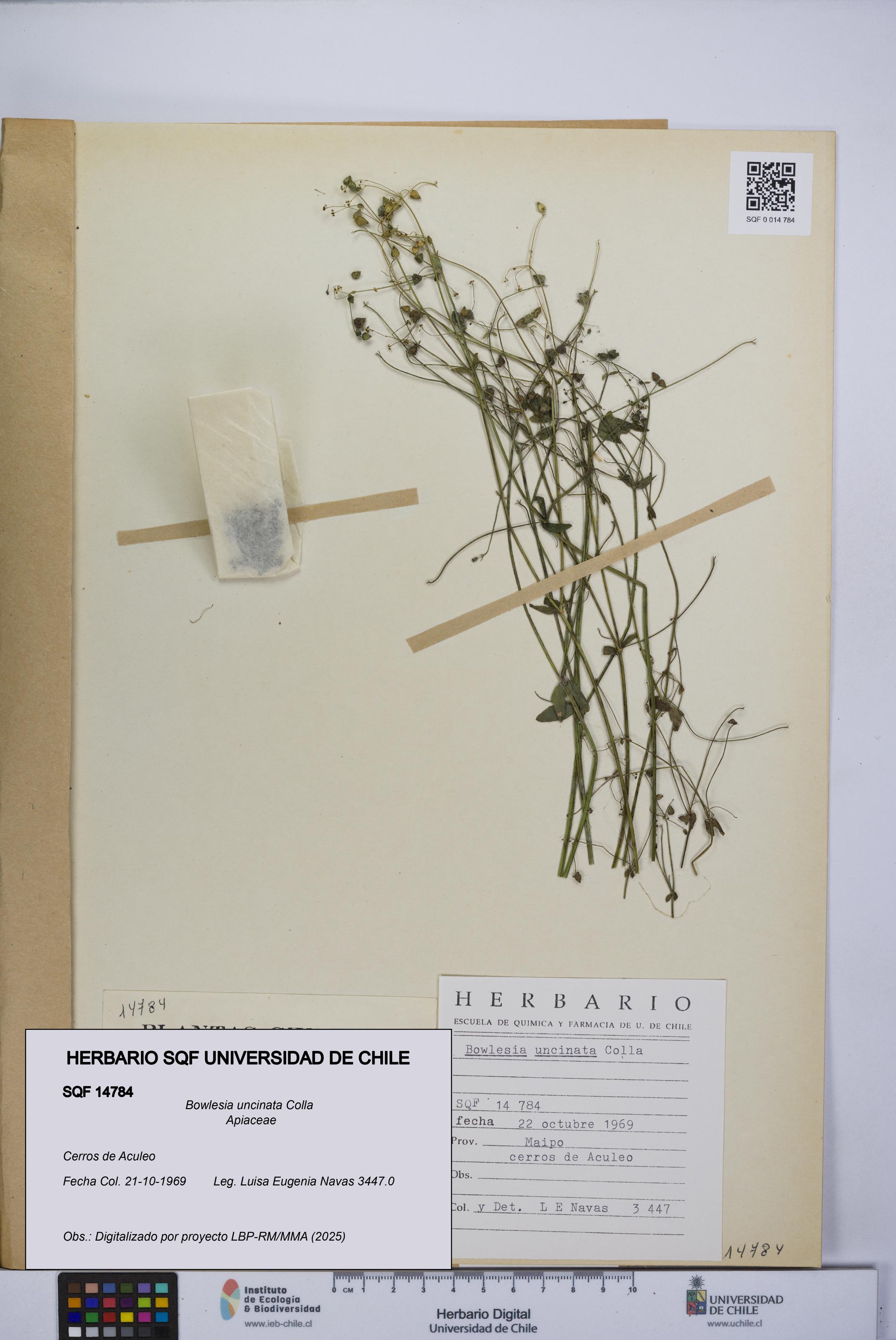 Bowlesia uncinata [Espécimen: UCH:SQF:0014784]