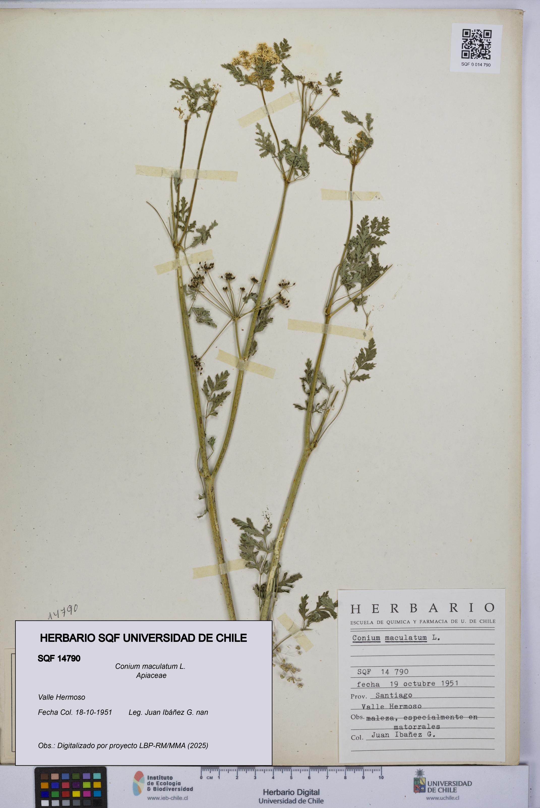 Conium maculatum [Espécimen: UCH:SQF:0014790]