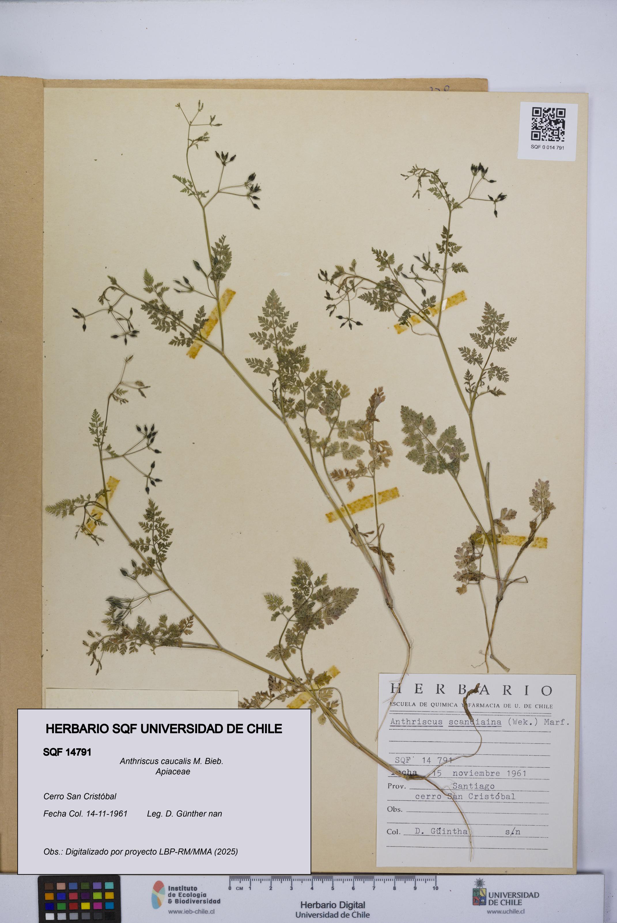 Anthriscus caucalis [Espécimen: UCH:SQF:0014791]