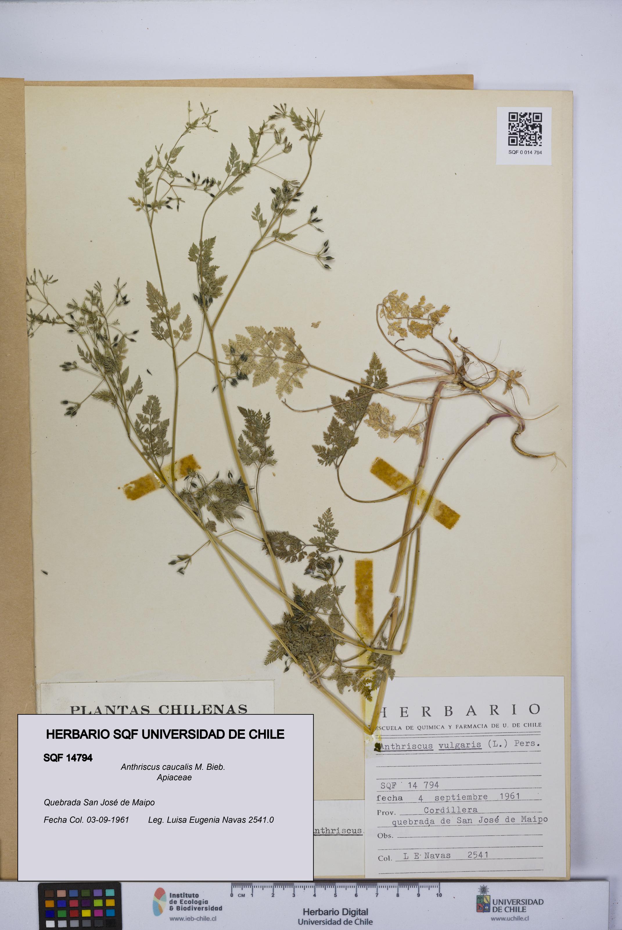 Anthriscus caucalis [Espécimen: UCH:SQF:0014794]