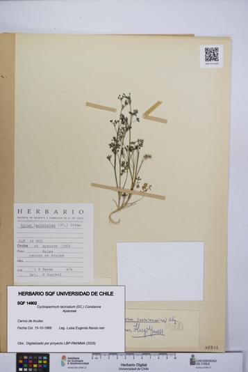 Cyclospermum laciniatum [Espécimen: UCH:SQF:0014802]