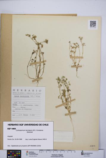 Cyclospermum laciniatum [Espécimen: UCH:SQF:0014803]