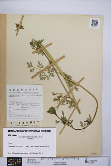 Apium panul [Espécimen: UCH:SQF:0014804]